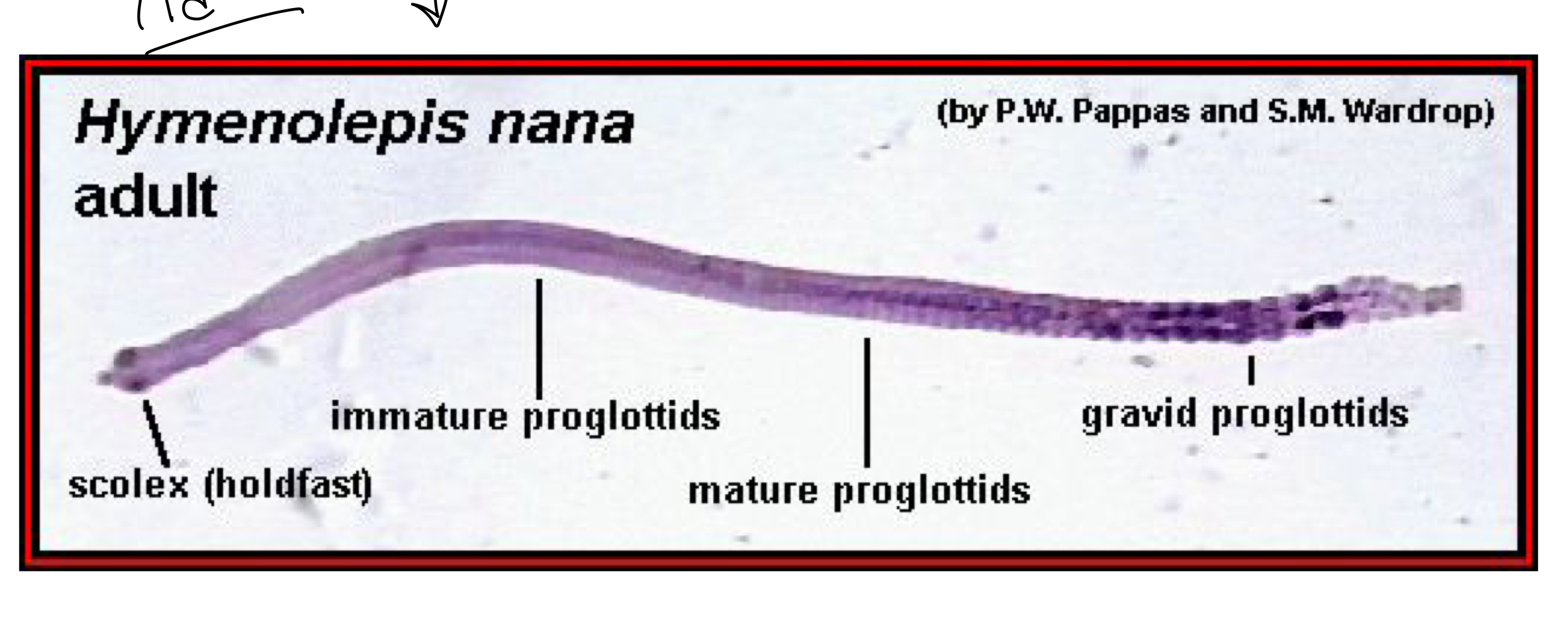 <p>What does the Hymenopis nana (adult/ end of the body ) look like?</p>