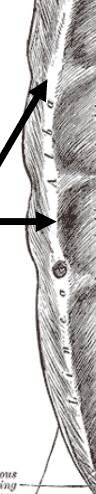 <p>Connective tissue (white line) on the anterior wall that divides the rectus abdominis muscle</p>