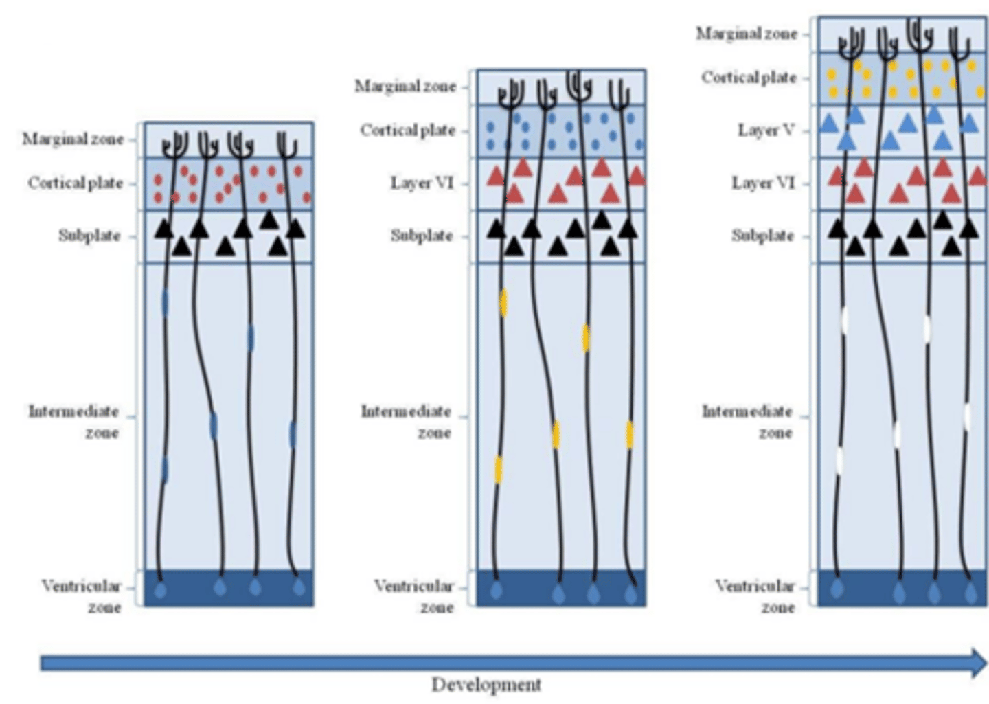 <p>De volgorde is: marginal zone -&gt; cortical plate -&gt; subplate</p>