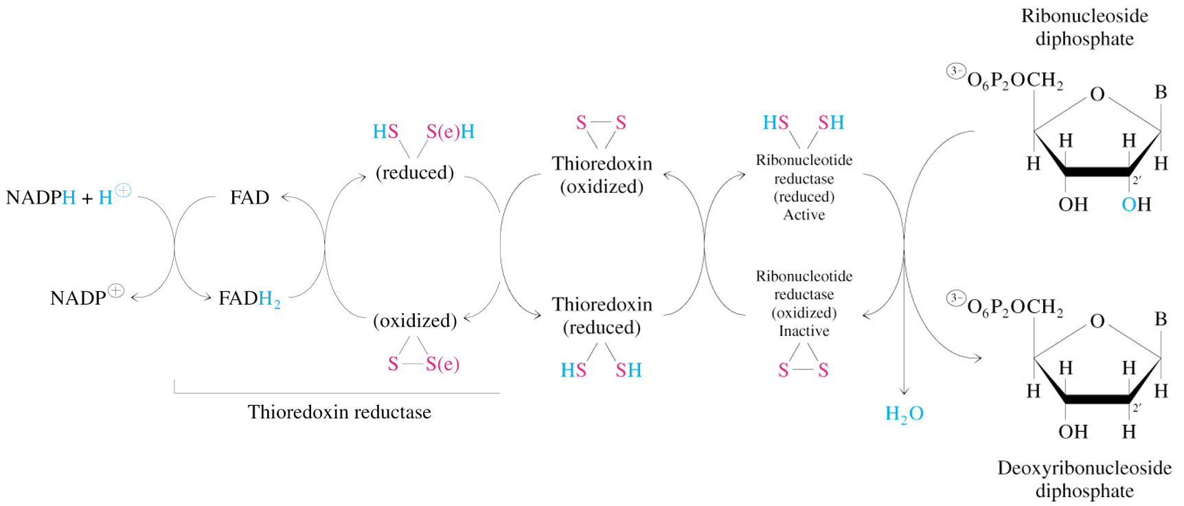 <ul><li><p>building blocks of DNA</p></li><li><p>derived from corresponding ribonucleotides (RNT)</p><ul><li><p>direct reduction at C2 of D-ribose</p></li></ul></li></ul><p></p>
