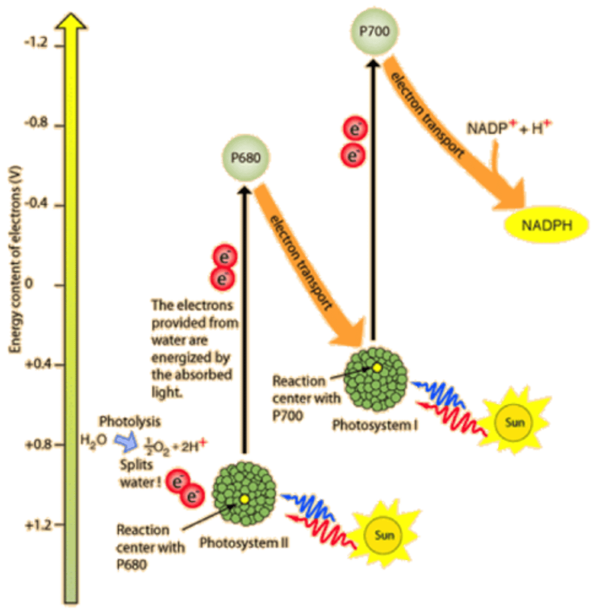 <p>The electrons are moving from a redox potential of about +0.82 volt in water to −0.32 volt in NADPH. Thus enough energy must be available to move them against a total potential of 1.14 volts. The energy to drive that reaction comes from LIGHT</p>