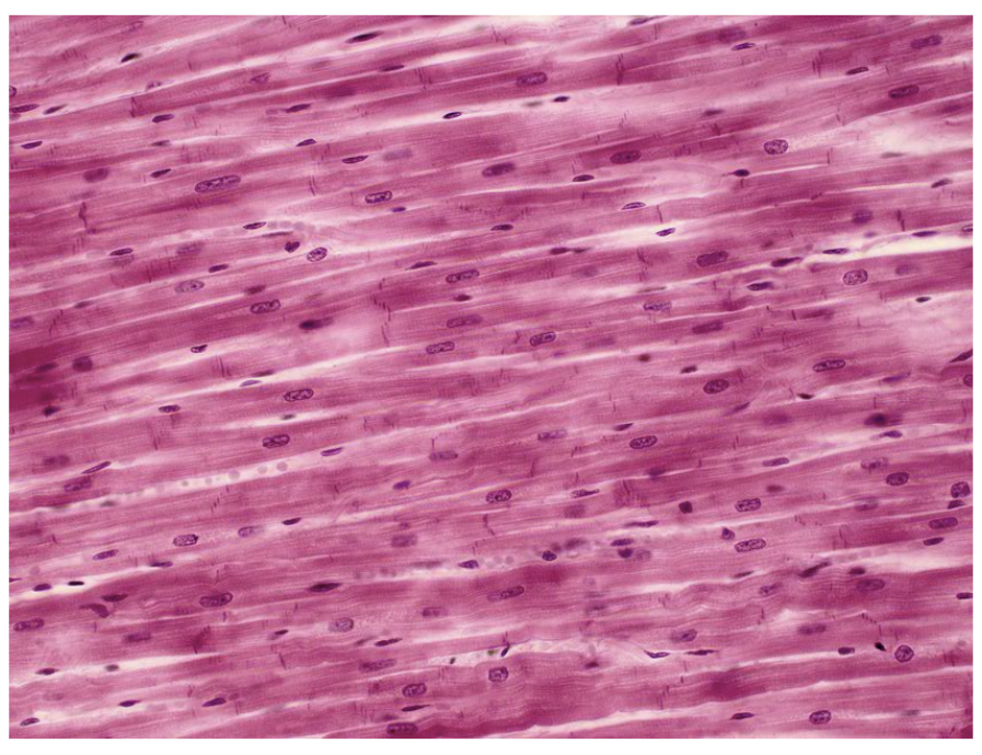 <p>Name the tissue.</p>