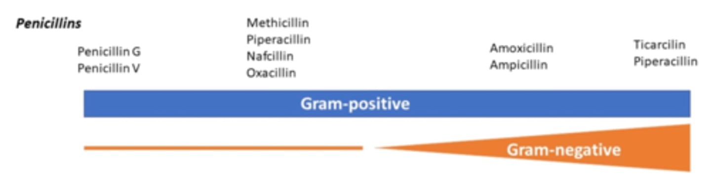 <p>G+</p><p>(especially Streptococcus and Enterococcus, but NOT Staphylococcus)</p>