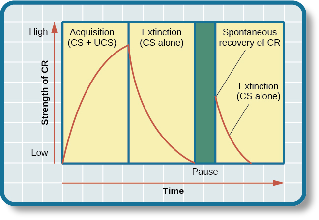 <p>when the US and the CS are presented together to produce CR</p><p>AKA the period of time where a CR is learned</p>