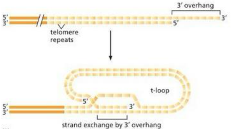 <ul><li><p>3’ overhang of 100s of the same short DNA sequence = 5’TTAGGG-3’ in humans</p></li><li><p>T-loop (overhang tucks in/hides) protects the ends from the DNA repair pathways for double stranded breaks</p></li><li><p>Shelterin- a protective protein protects the ingle stranded DNA against other repair mechanisms</p></li></ul><p></p>