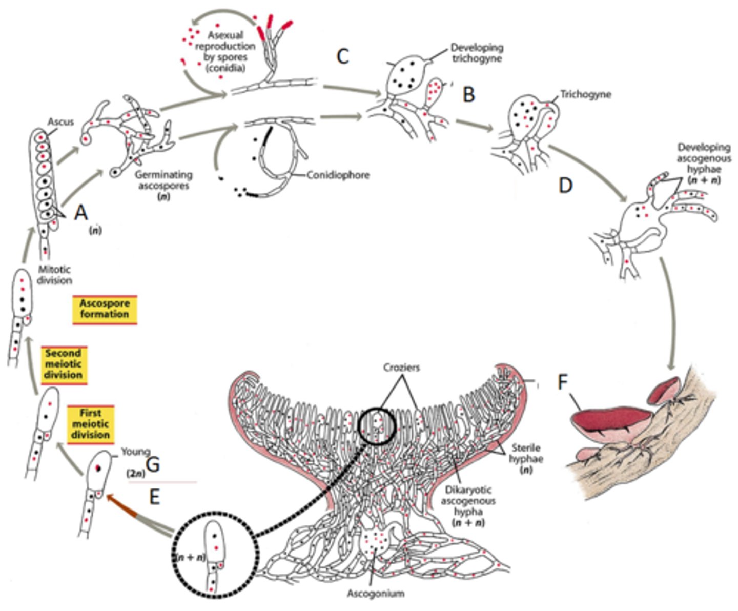 <p>the female reproductive sexual organ or cell in the Phylum Ascomycete</p>