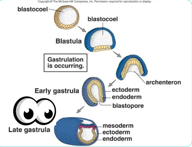 <p><span>an early developmental process in which an embryo transforms from a one-dimensional layer of epithelial cells, a blastula, and reorganizes into a multilayered and multidimensional structure called the gastrula</span></p>