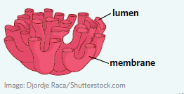 <p>Smooth endoplasmic reticulum (SER)</p>