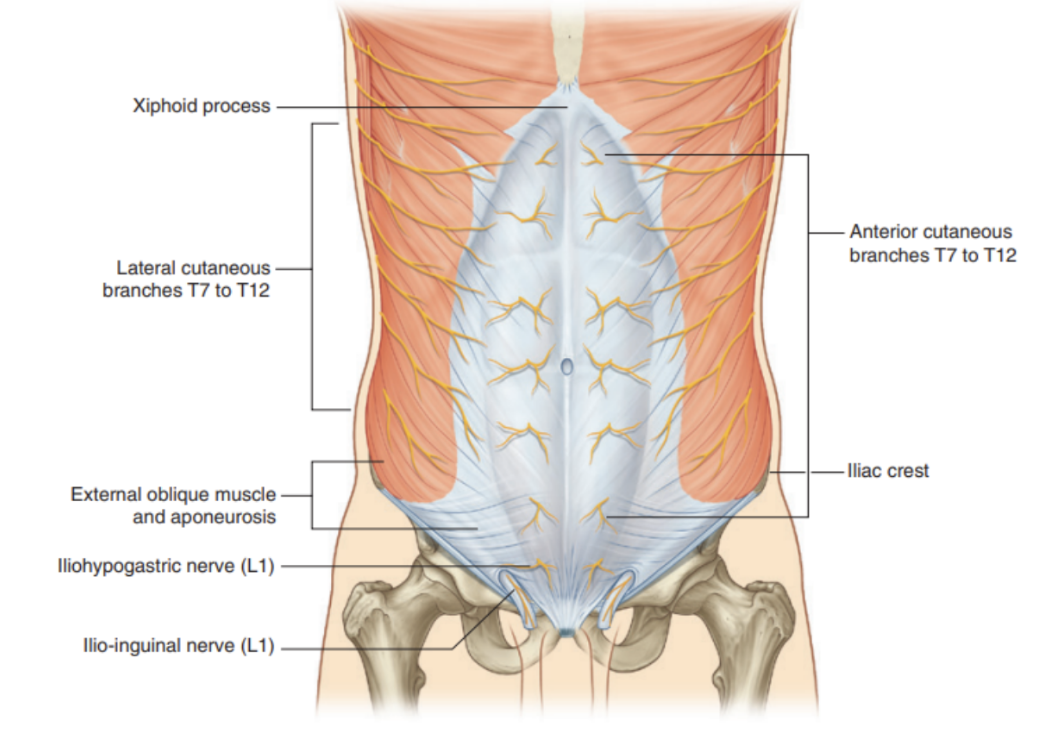 <ul><li><p>Skin, muscles, &amp; parietal peritoneum of the anterolateral abdominal wall are supplied by T7 to T12 &amp; L1 spinal nerves </p><ul><li><p>The anterior rami of these spinal nerves pass around the body (from posterior to anterior) in an inferomedial direction</p></li><li><p>As they proceed, they give off a lateral cutaneous branch and end as an anterior cutaneous branch </p></li></ul></li><li><p>Path of T7-T11 nerves </p><ul><li><p>Leave their intercostal space, passing deep to costal cartilages, &amp; continue onto anterolateral abdominal wall (beteen internal oblique &amp; transversus abdominis muscles) </p></li><li><p>Once reaching lateral aspect of rectus sheath, they enter it &amp; pass posterior to lateral aspect of rectus abdominis </p></li><li><p>Approaching midline, an anterior curaneous branch passes through the rectus abdominis muscle &amp; anterior wall of rectus sheath to supply the skin</p></li></ul></li><li><p>Path of T12 &amp; L1 nerves</p><ul><li><p>follows similar path as intercostal nerves, however branches of L1 (iliohypograstric &amp; ilioinguinal nerve), which originate from the lumbar plexus, deviate from this pattern once near their final destination </p></li></ul></li></ul>