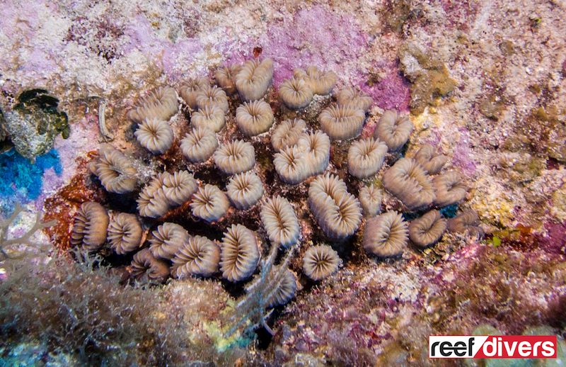 <p>Flower coral (<em>Eusimillia</em>)</p>