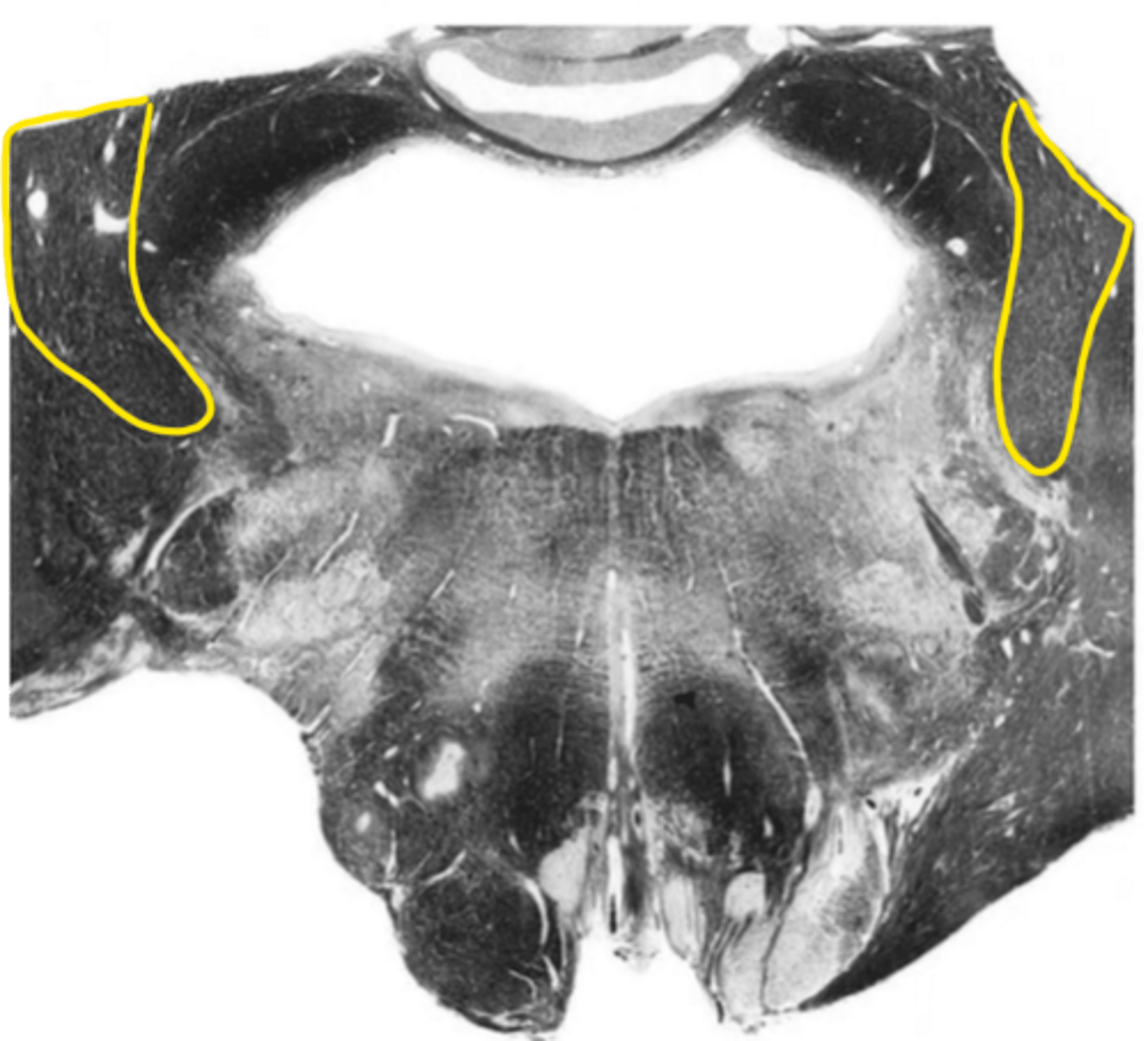 <p>ID the structure</p>