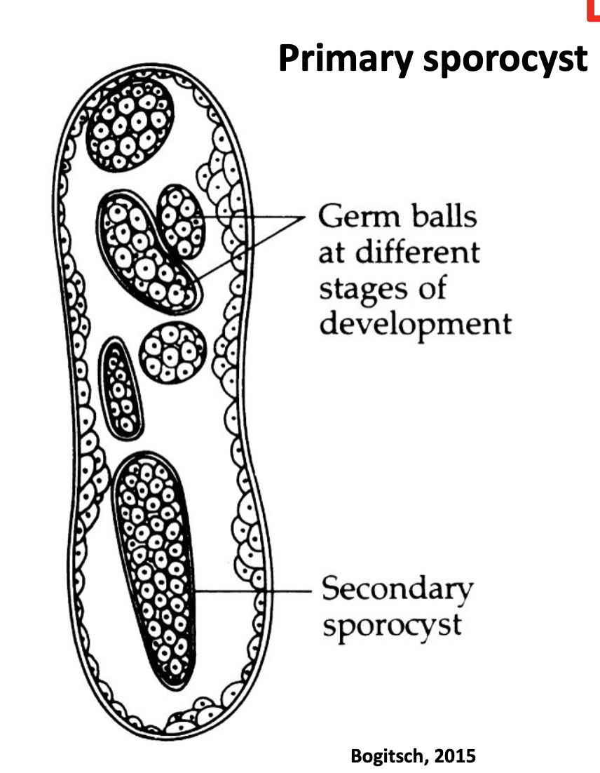 <ul><li><p>germ balls at different stages of development</p></li><li><p>secondary sporocyst inside</p></li></ul>
