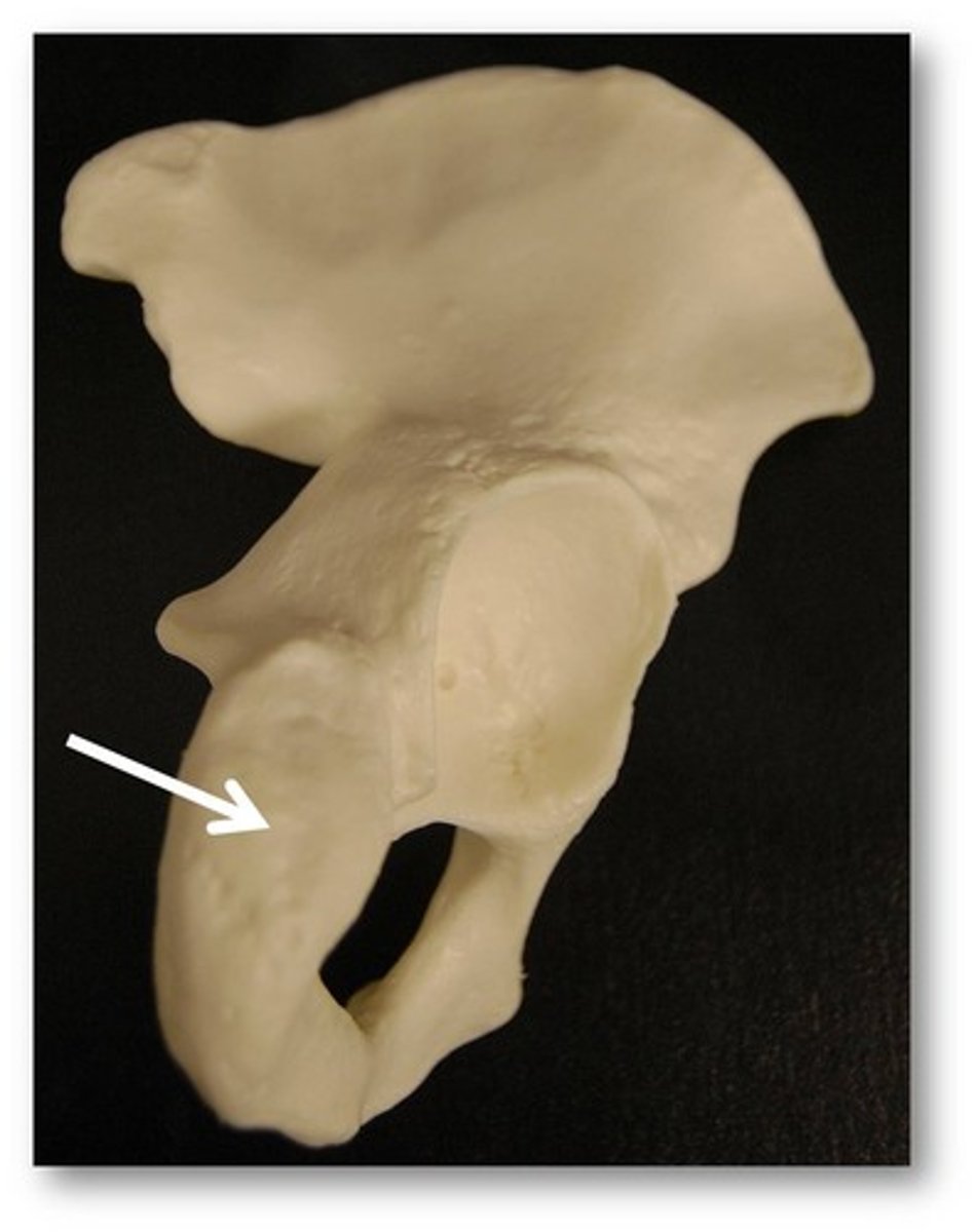 <p>receives the weight of the body when sitting</p>