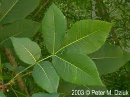 <p>what is the scientific name of shagbark hickory ( hard terminal bud!!!)</p>