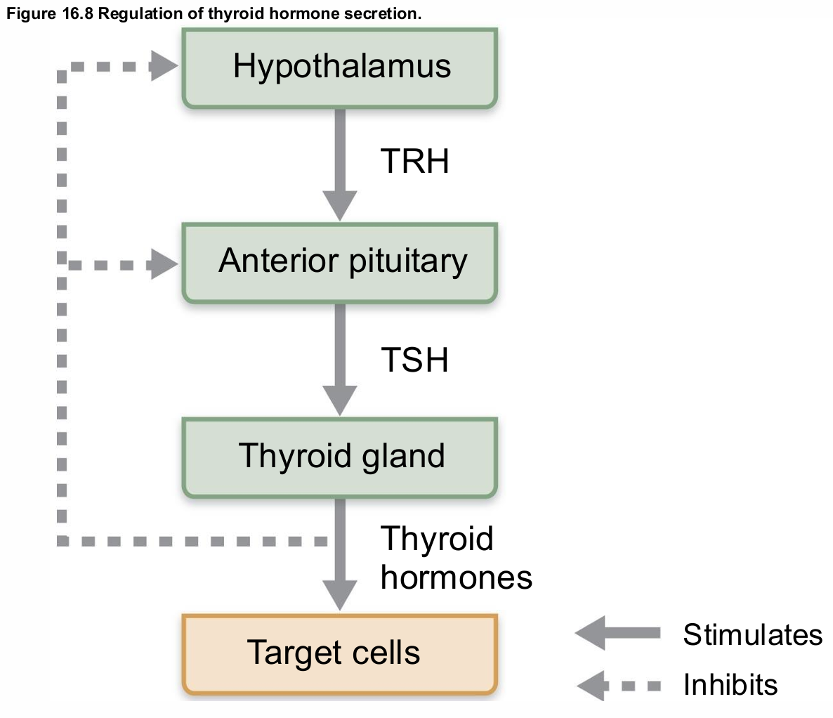 <ul><li><p>aka Thyrotropin</p></li><li><p>Produced by thyrotropic cells of anterior&nbsp;<span style="background-color: transparent; font-size: 1.6rem;"><span>pituitary</span></span></p></li><li><p>Stimulates normal development and secretory&nbsp;<span style="background-color: transparent; font-size: 1.6rem;"><span>activity of thyroid</span></span></p></li><li><p>Release triggered by thyrotropin-releasing&nbsp;<span style="background-color: transparent; font-size: 1.6rem;"><span>hormone from hypothalamus</span></span></p></li><li><p>Inhibited by rising blood levels of thyroid&nbsp;<span style="background-color: transparent; font-size: 1.6rem;"><span>hormones that act on pituitary and&nbsp;</span></span>hypothalamus </p></li></ul><p></p>