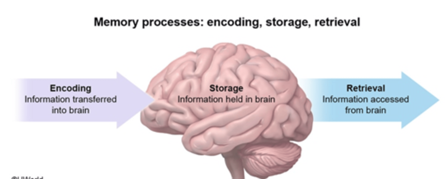 <p>B. encoding strategy</p><p>specifically <span class="bgB">elaboration</span></p>