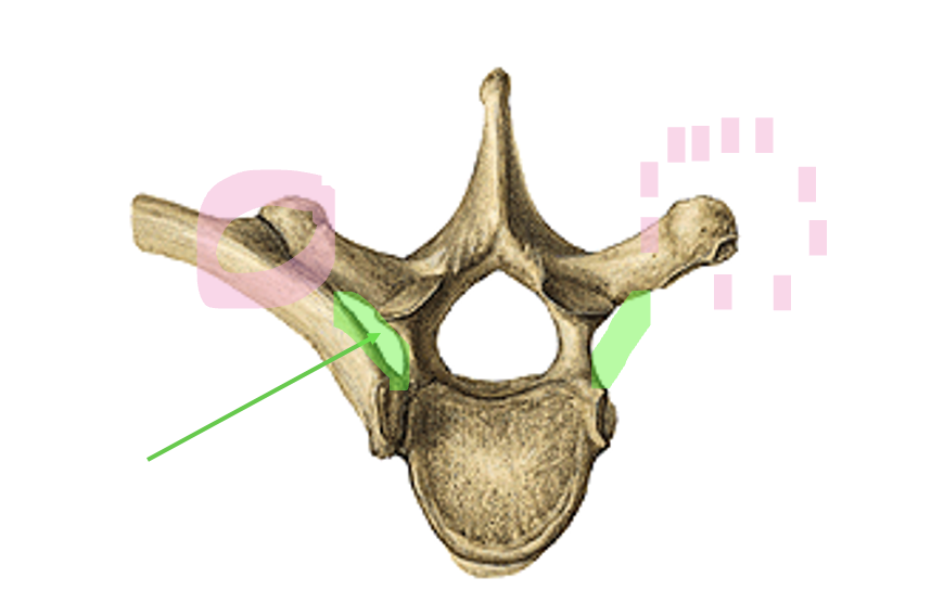 <p>gewricht tussen het tuberculum costae en de processus transversus (roos)</p>