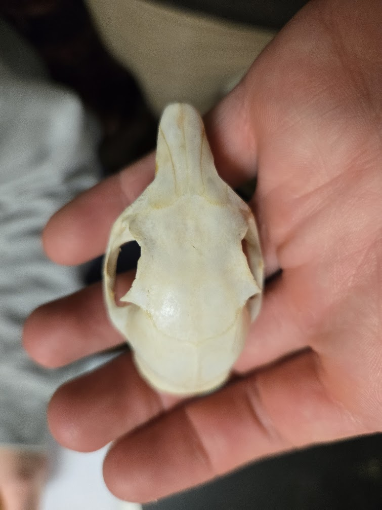 <p><span><span>Slightly smaller than fox squirrel</span><span><br></span><span> Possesses 1st vestigial premolar</span><span><br></span><span> 22 teeth</span><span><br></span><span>total</span></span></p><p><span> Pointed muzzle</span><span><br></span><span> Large eye</span><span><br></span><span> Eyes to the side</span><span><br></span><span> Distinct postorbital process</span><span><br></span><span> Rounded skull</span><span><br></span><span> Orange/white incisors</span><span><br></span><span> No canines</span></p>