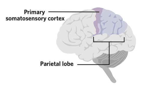 the lobe of the cerebral cortex, located behind the frontal lobe, and is composed of sensory and association areas

* consists of the primary somatosensory cortex