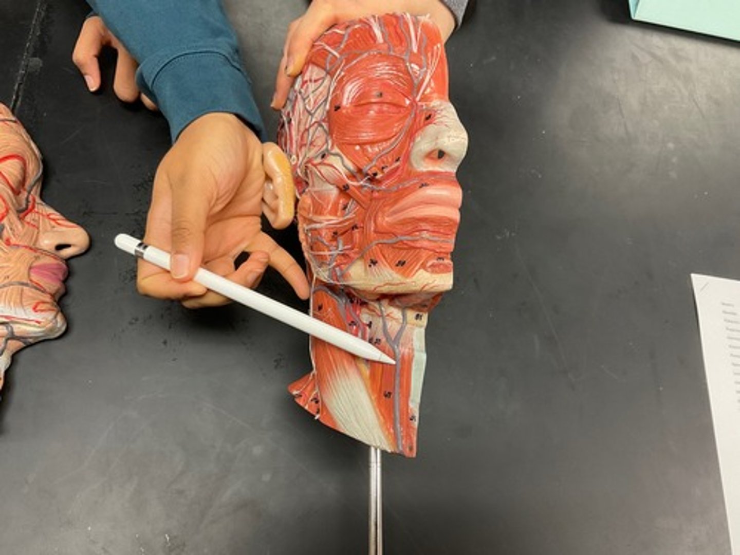 knowt flashcard image