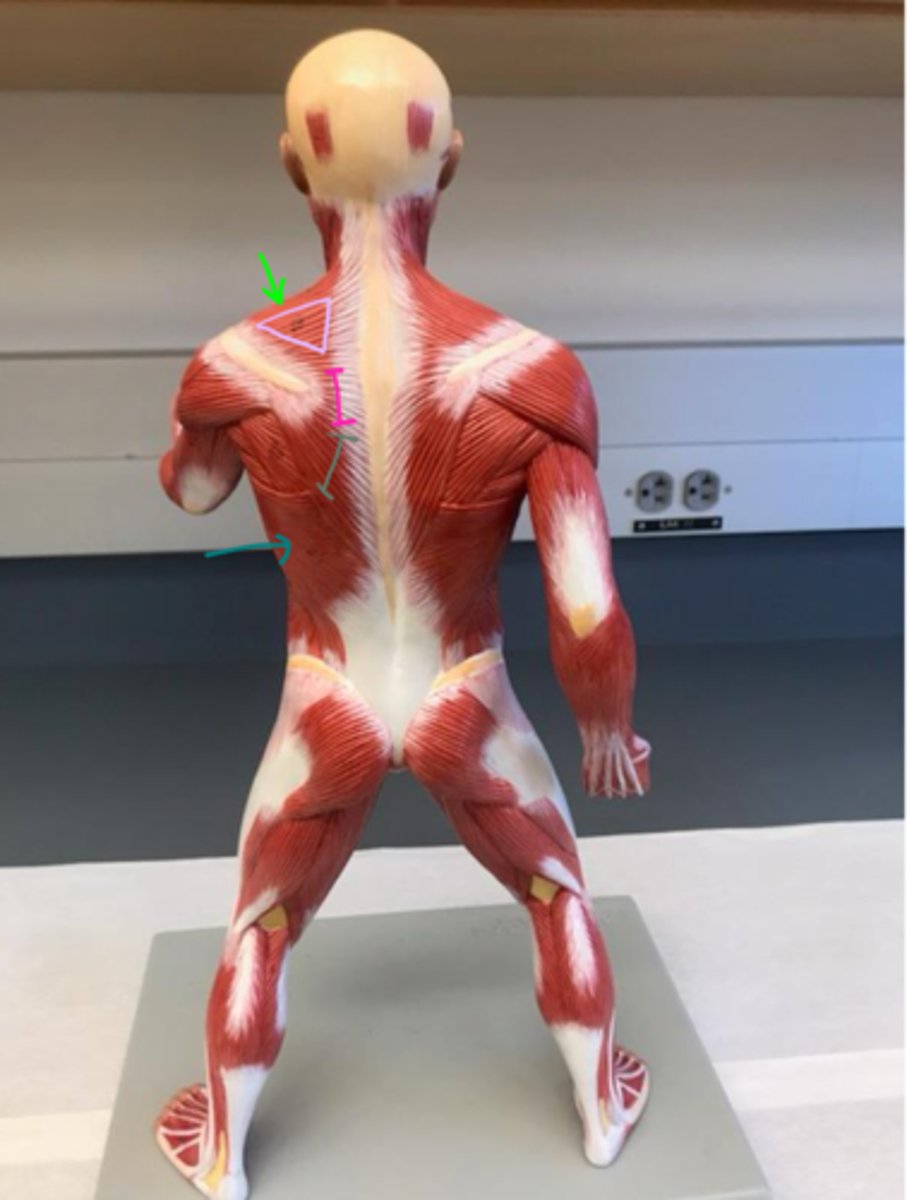 <p>ID the structure of the light purple region.</p>