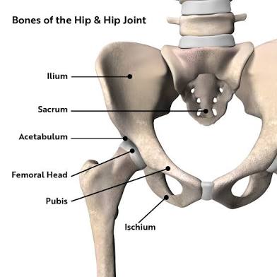 <p>Hip</p>