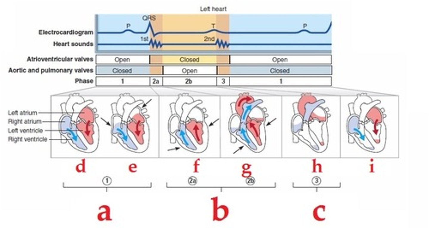 <p>(G and H)</p>