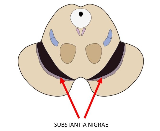 <p>in midbrain, controls voluntary movement, sensorimotor relay station</p>