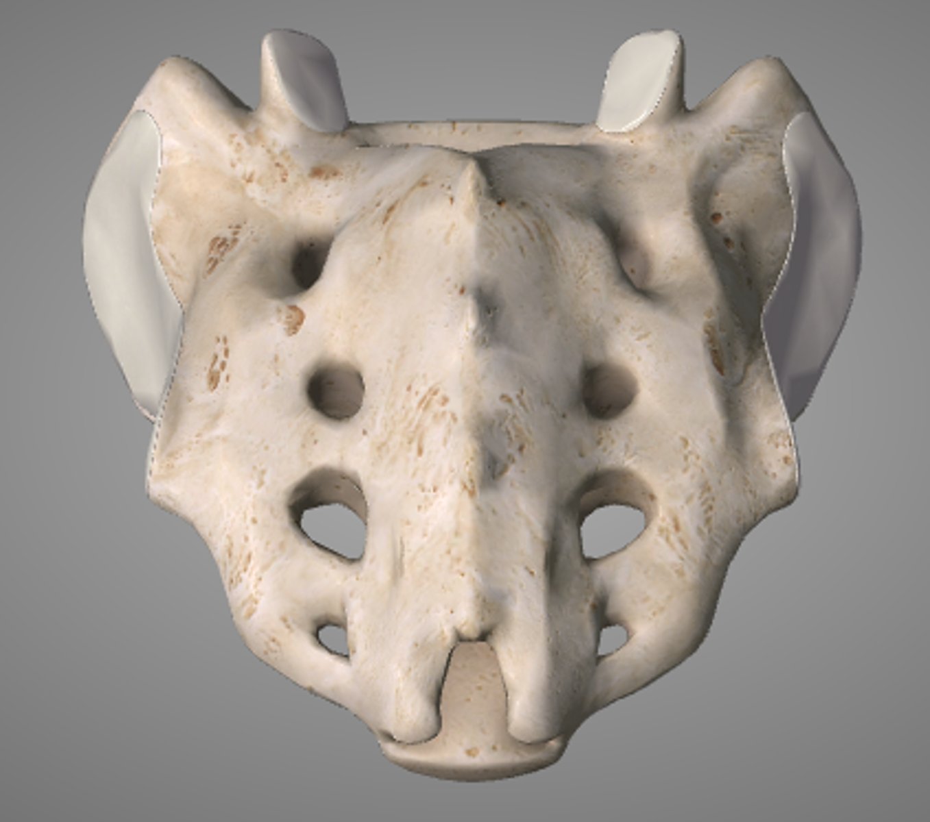 <p>5 fused segments</p>