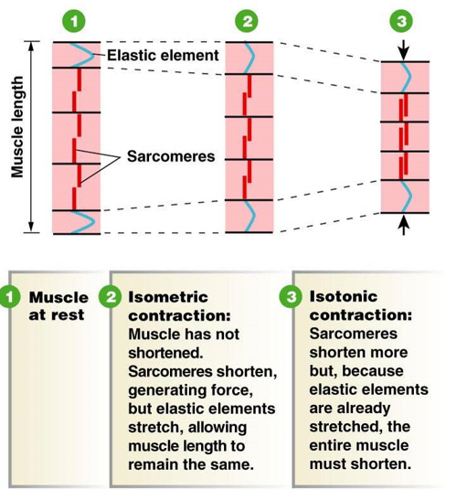 <p><u>isotonic</u>:</p><ul><li><p>series elastic elements are fully stretched</p></li><li><p>sarcomeres continue to shorten, causing whole muscle to shorten</p></li></ul><p><u>isometric</u>:</p><ul><li><p>series elastic elements stretch as sarcomeres shorten</p></li><li><p>overall length of muscle stays the same</p></li></ul>