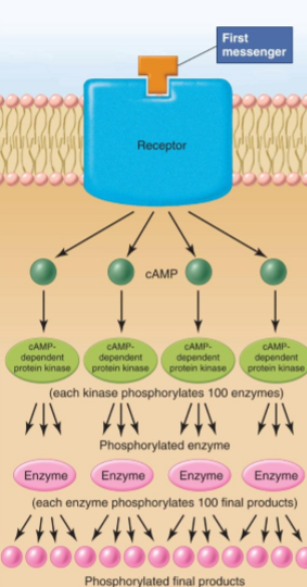 <p>A first messenger activates a second messenger like cAMP that creates a signal cascade by phosphorylating 100s of enzymes, which then phosphorylate 100s more enzymes » signal amplification</p>