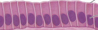 <p>what type of epithelium is this?</p>