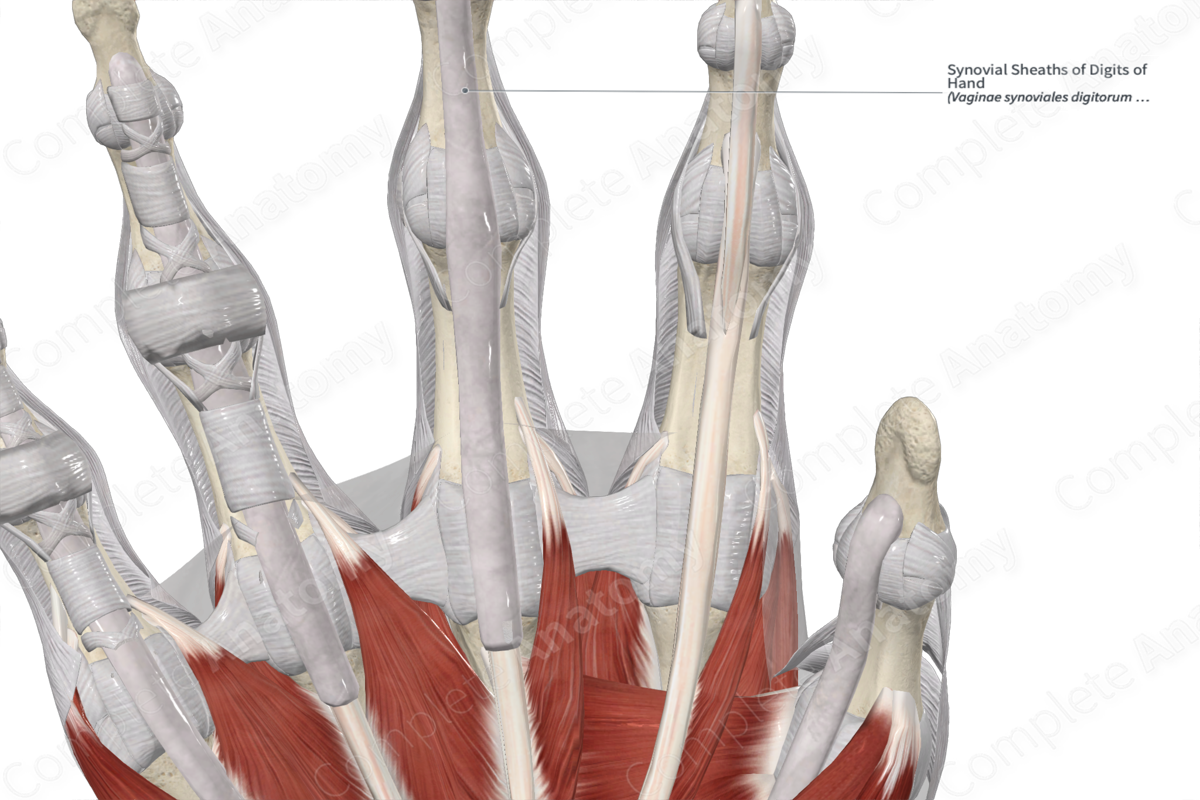 <p>Specialized, fluid-filled sacs that surround tendons, reducing friction and enabling smooth movement of the wrist and hand</p>