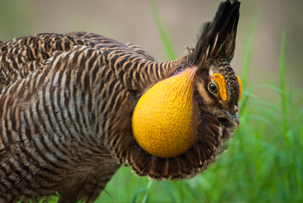<p>Family: Phasianidae&nbsp;</p><p>Status: EN</p>