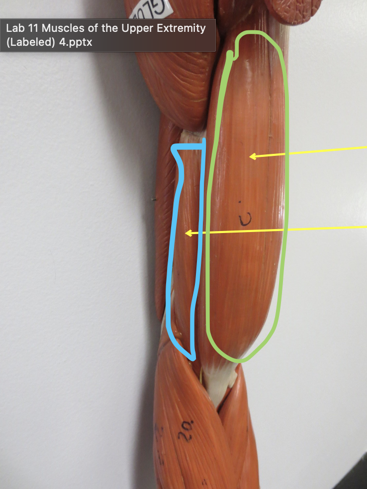 <p>Muscle in green</p>