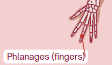 <p>Finger bones / Toe bones</p>