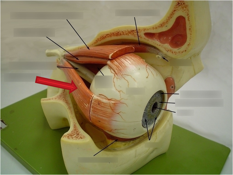 <p>innervation: CN VI</p>