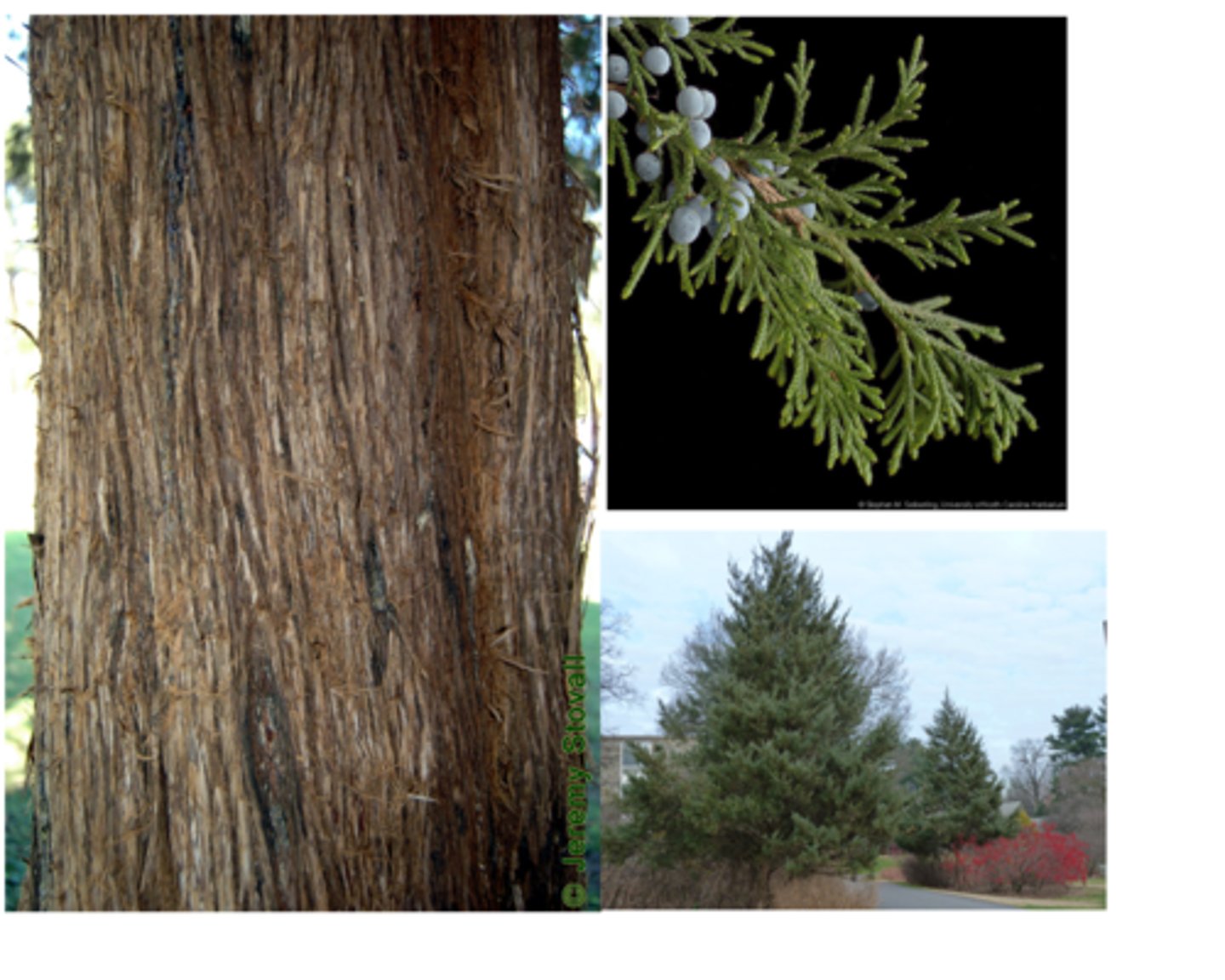 <p>Small conifer with scale-like evergreen leaves and blue berry-like cones; HMF.</p>