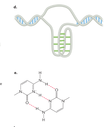 <p>hydrogen bonds between hemiprotonated cytosine residues </p>