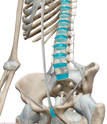 <ul><li><p>Properties in between other cartilage</p></li><li><p>Strong</p></li><li><p>Knees, intervertebral discs &amp; knee</p></li></ul><p></p>