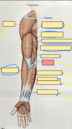 <p>primary flexor of the elbow</p>