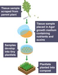 <p>from meristem cells </p><p>produces plants economically and quickly </p><p>genetically identical </p>