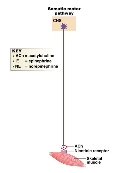 <p><strong>single </strong>neuron originates from CNS (myelinated)</p><ul><li><p>axon branches at neuromuscular junction</p></li></ul>