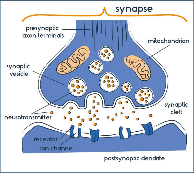 <p>Site of neural communication (action pot. → neurotransmitter) </p><ul><li><p>each synapse contains</p><ul><li><p><strong>Presynaptic cell</strong>: neuron&nbsp;</p></li><li><p><strong>synaptic cleft</strong>:&nbsp;</p></li><li><p><strong>Postsynaptic cell</strong>: target neuron or another type of cell&nbsp;</p></li></ul></li></ul><p></p><p>Action potential reaches synaptic terminal:</p><ul><li><p>vesicles attach to presynaptic membrane → release <strong>neurotransmitter (nt) </strong>into synaptic cleft</p></li><li><p>neurotransmitter binds to receptors on postsynaptic membrane </p></li><li><p>may <strong>inhibit </strong>or <strong>excite </strong>postsynaptic cell </p></li><li><p>synaptic terminal can reabsorb and reuse neurotransmitters from cleft</p></li></ul><p></p>