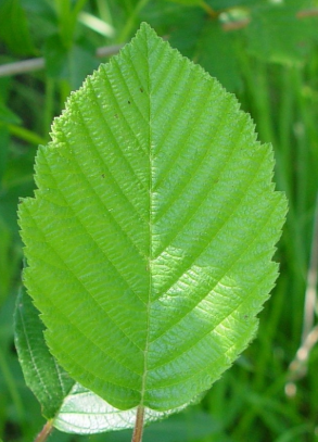 term image