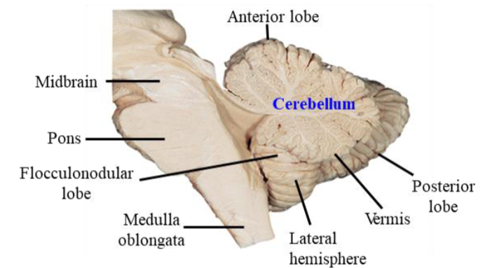 <ul><li><p>Largely concerned with the control of movements, although recent studies have shown it also supports cognitive function. </p></li><li><p>Inputs: </p><ul><li><p>Sensory input from spinal cord → for movement. </p></li><li><p>Motor commands from cerebral cortex → sends signals back into the brainstem and to the thalamus + cerebral cortex.</p></li></ul></li><li><p>Functions: control of trunk and neck, locomotion, complex scaled movements (arms, hands, fingers), balance, and ocular movements. </p></li></ul><p></p>