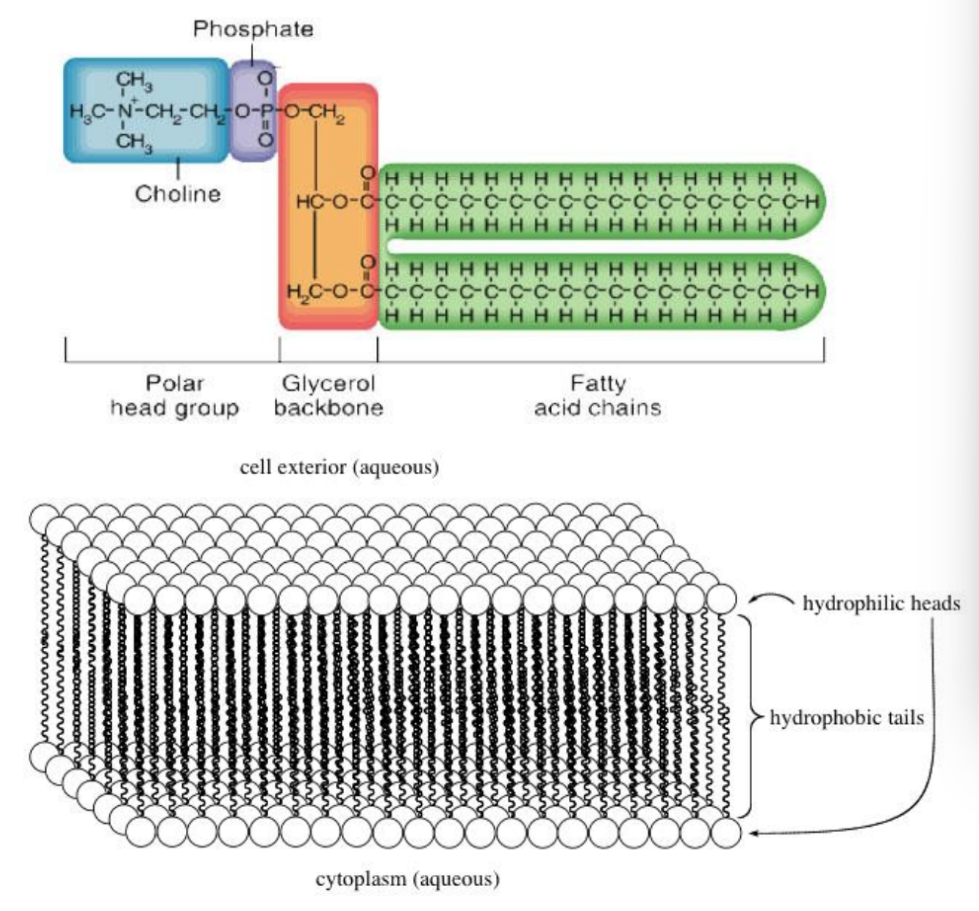 <p>Properties of phospholipids lead to the self-assembly of a membrane bilayer, with hydrophilic regions facing the aqueous environment and hydrophobic regions concealed within the bilayer.</p>