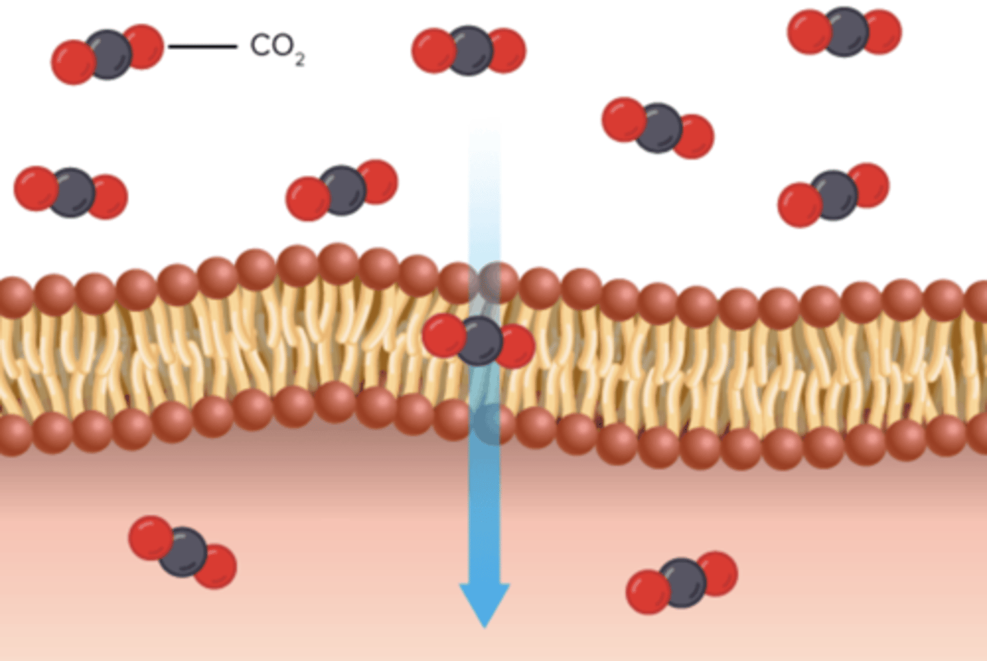 <p>the movement of molecules from an area of high concentration of the molecules to an area with a lower concentration</p>