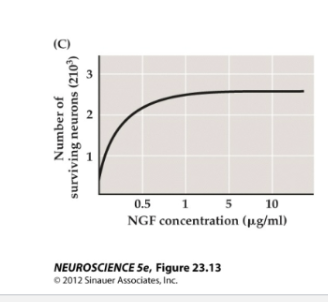 <p>Figure 23.15- Effect of NGF on the outgrowth of neurites and survival of neurons</p><p>Figure C</p>