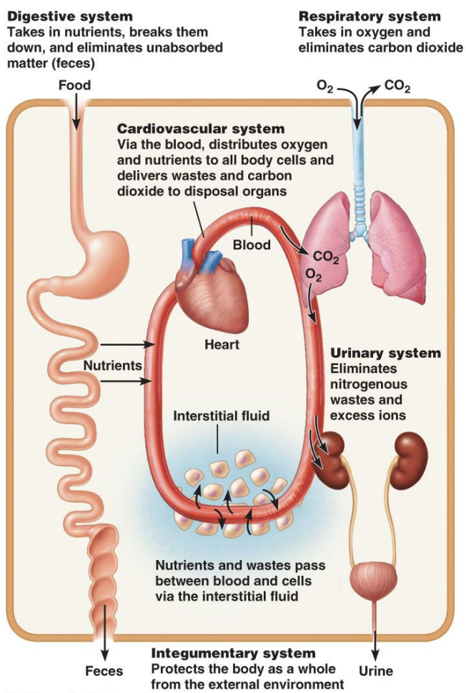 <ul><li><p><strong><em><u>Cardio-</u></em></strong>: “Heart”</p></li><li><p><strong><em><u>-vascular</u></em></strong>: “blood vessels”</p></li></ul><p></p><p>Plumps blood around the body</p><ul><li><p>Circulating nutrients, oxygen &amp; waste products (CO<sub>2</sub>)</p></li><li><p>Bloodflow occurs in <u>one direction</u></p><ul><li><p>Blood pressure ensures one-way flow</p></li><li><p>Valves in veins prevent backflow</p></li></ul></li></ul><img src="https://knowt-user-attachments.s3.amazonaws.com/585f68f6-51cc-4b46-87a0-da7ea3e48007.png" data-width="25%" data-align="center"><p></p>